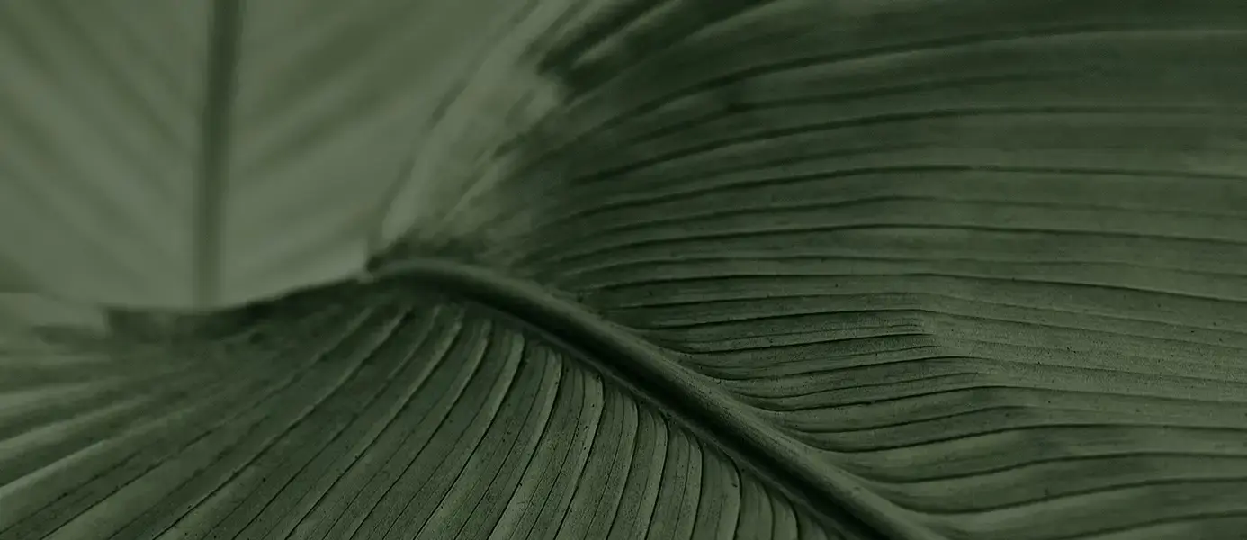 배경 자연